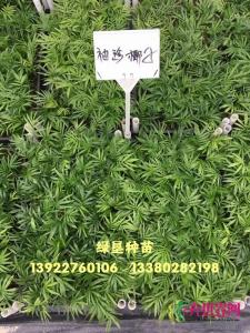 袖珍椰子