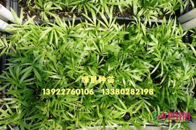袖珍椰子